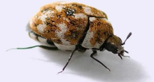 Carpet beetle