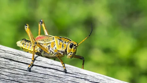 Cricket and carpet Beetle