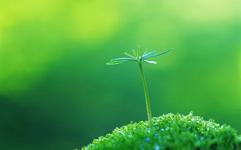 Green Plants as Nature’s Powerhouses and Why They Matter