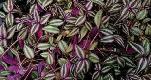 Wandering Jew Plant Care