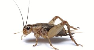 What do crickets eat the complete guide to cricket eating habits